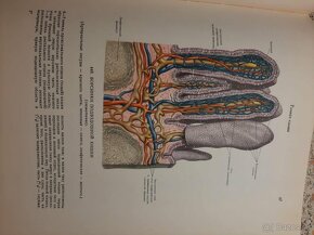 Anatomia človeka I-III - 7