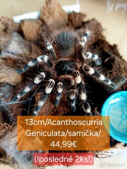 Sklípkani, Tarantule, Pavúky, Vtáčkare - 7