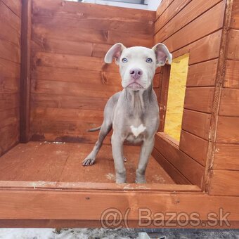 Americký pitbulterier pitbul pitbull silver lilac rare Top - 7