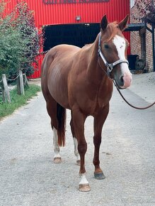 Predám kobylku quarter horse QH - 7