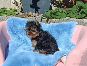 Yorkshire terrier - 7