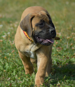 búrský buldok- boerboel - 7