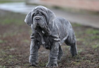 Neapolský mastiff, - 7