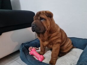 ⭐️SHAR-PEI šteniatko - 7