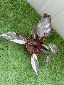 Philodendron pink Princess - 7