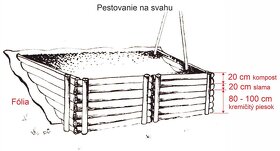 Svetelný koreň - semiačka - pacibuľky na sadbu 21 ks - 7