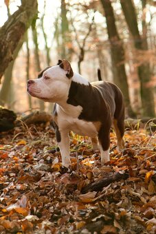 American bully s pp - predbežná rezervácia - 7