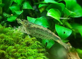 KREVETKY - Neocaridina davidi, Caridina Japonica - 7