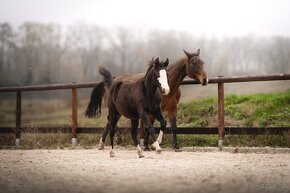 Roční American Quarter Horse black klisna, vnučka Gunnera - 7