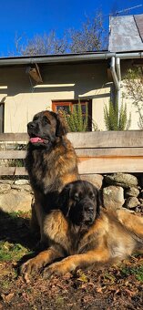 Leonberger s PP - 7