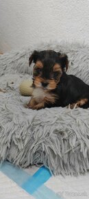 Predám Yorkshire terrier mini - 7