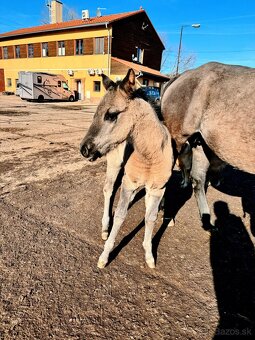 Grullo klisna American Quarter Horse v typu bull - 7