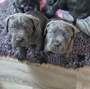 Cane corso s PP - 7