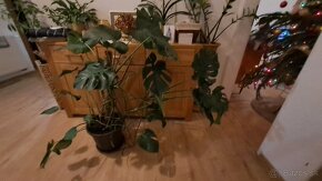 Veľká zdravá monstera - 7