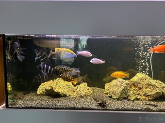 Akvarium 450L - 7