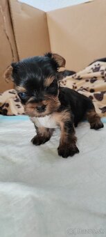 Predám Yorkshire terrier mini - 7