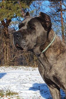 Cane Corso s PP - 7