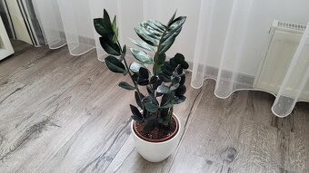 Zamioculcas Dowon (čierny) - 7