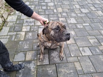 Perro de Presa Canario 
Kanárska doga - 7