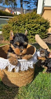 Yorkshire Terrier s PP - 7