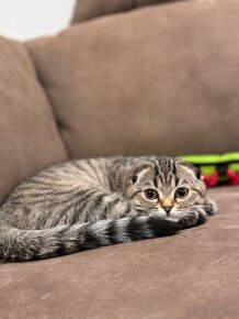 Scottish fold s PP, škótska klapouchá mačka - 7