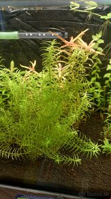 Krevetky,  akvarijné rastlinky - 7