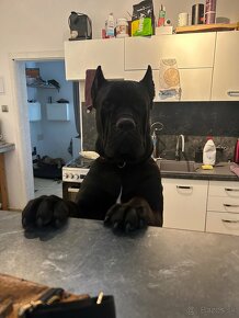 Cane corso - 7