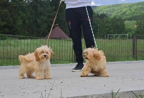 cavapoo f1 cavalier x pudel - 7