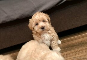 Mini maltipoo +36209877091 - 7