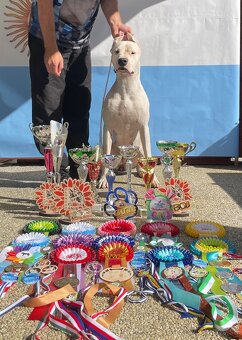 Argentínska doga štěňata, Dogo Argentino - 7