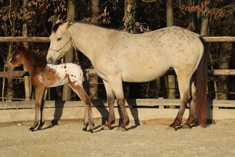 Appaloosa bay blanket colt Atlas - 7