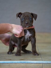 American Bully XL /XXL Pitbull - 7