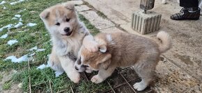 Akita Inu 3 šteniatka - 7