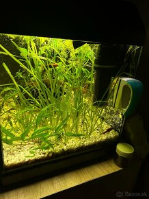 Akvarium 54l - 7