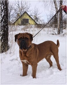 BORDEAUXSKA DOGA, BORDO DOGA , DOGUE DE BORDEAUX FCI –krytie - 7