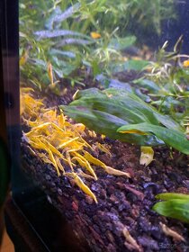 Krevetky neocaridina davidi yellow - 7