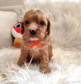 Cavapoo - 7