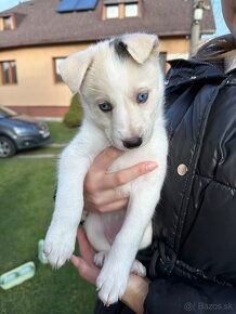 Šteniatka krížené s husky - 7