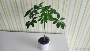 Šeflera (Schefflera) - 7