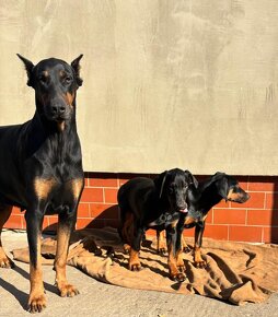 Steniata Doberman - 7