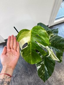 Monstera deliciosa ‘Albo variegata’ - 7