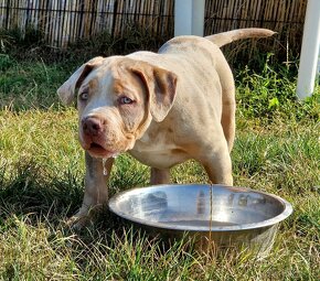 American bully xl - 7