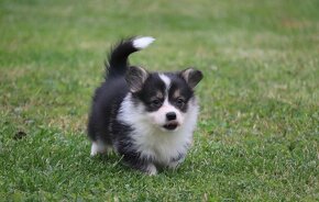 Welsh Corgi Pembroke - 7