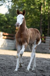 Krasny Quarter horse zrebcek - 7