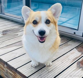 Corgi Pembroke steniatko - 7