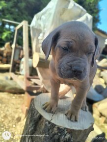 Šteniatka Cane Corso - 7