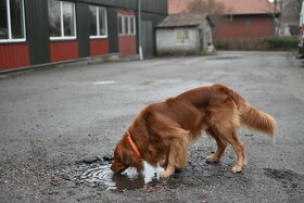 Zlatý retriever na krytie - 7