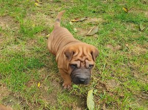 Shar-pei - 7