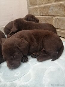 Labrador retriever šteniatka - 7