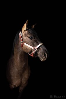 American Quarter Horse - 7